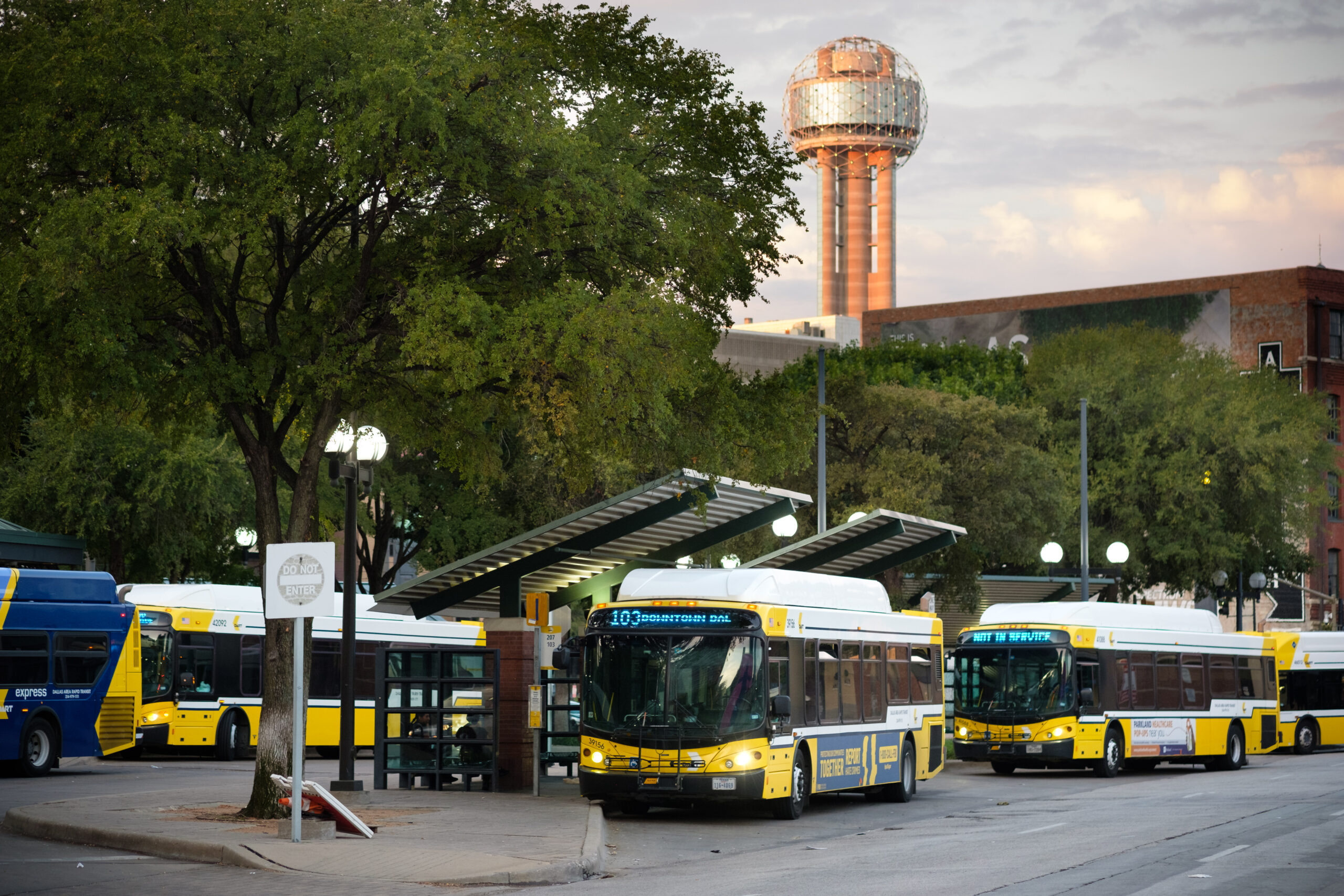 Buses lined up by a bus stop